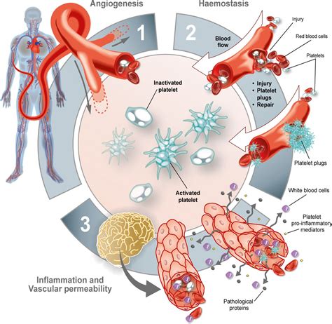 Platelet abnormalities in Huntington’s disease | Journal of Neurology ...