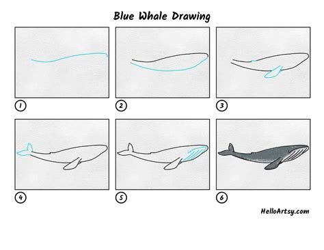 Blue Whale Drawing - Owens Thessaft