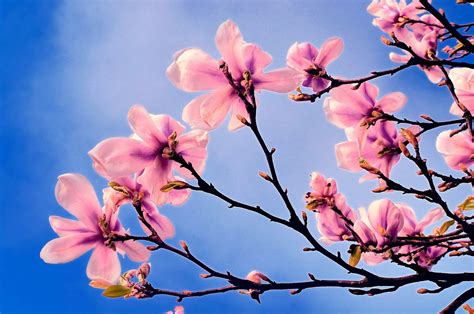 Download Spring Pink Flower Branch Flower Nature Blossom HD Wallpaper