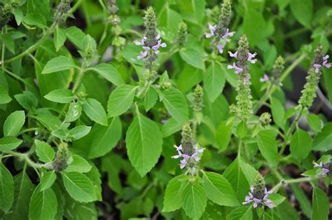 100 semi Santo Basilio (Ocimum Tenuiflorum): Seeds : Amazon.it ...