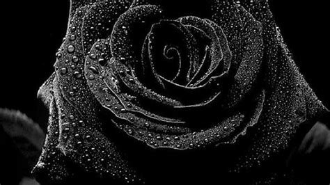 Black Rose Wallpapers For Desktop