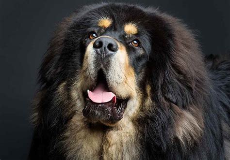 20 Facts About Tibetan Mastiff Dogs You Should Know About