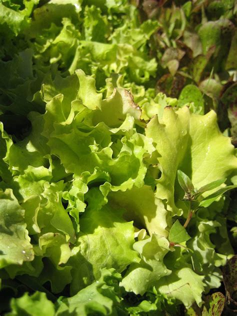 21 Lettuce Varieties To Try In Your Garden - Homesteading Alliance