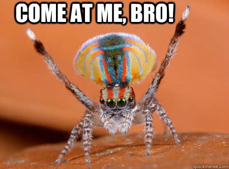 Jumping spider memes | quickmeme