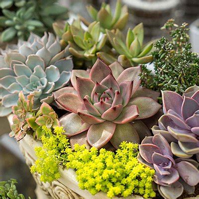 When do succulents go on sale at Home Depot? - Harvest Indoor