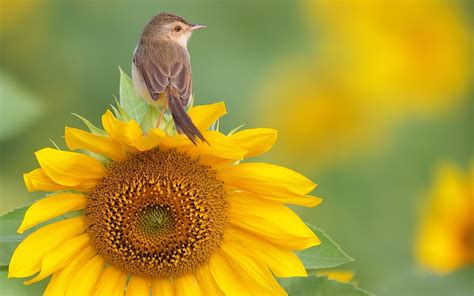 nature, Flowers, Birds, Sunflowers, Yellow, Flowers, Warblers ...