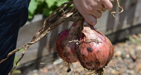 Harvesting Onions The Proper Way - Topsy Gardening