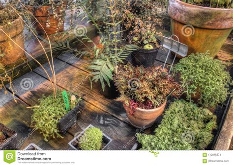 Plants Growing in a Greenhouse in Winter Stock Image - Image of duluth, planters: 112845573