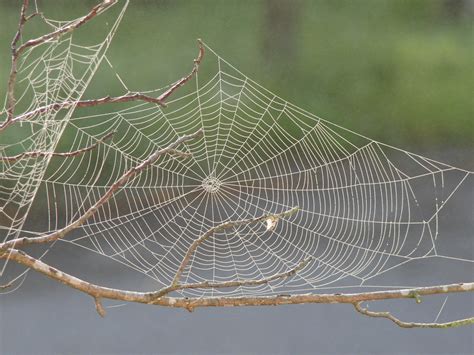 무료 이미지 : 이슬, 비행, 거미줄, 무늬, 기하학, 곤충, 자연스러운, 동물 상, 자료, 무척추 동물, 디자인, 그물, 거미류, 실크, 덫, 절지 동물, 황달, 구경꾼 ...