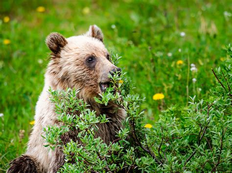 Yellowstone grizzly bears now dine on dandelions instead of trash ...