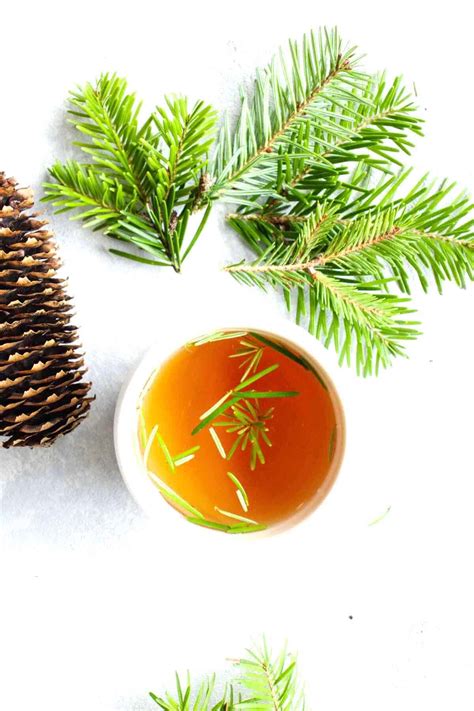 Spruce tip tea for vitamin C and wellness - SimplyBeyondHerbs