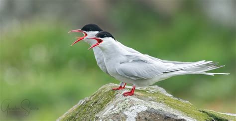 Arctic Tern migration mapped in unprecedented detail - BirdGuides