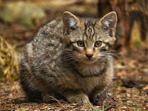 See adorable Scottish wildcat kittens which are key to species survival | Shropshire Star