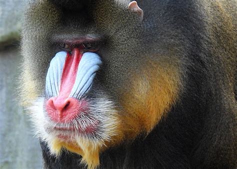 Mandrill Monkey Primate Mandrillus - Free photo on Pixabay