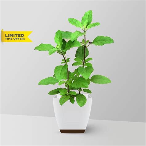 Homegrown Holy Basil Seeds 100,tulsi Herb Seeds culinary Herb,ready to ...