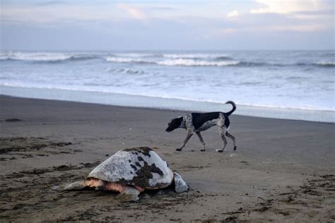 How do sea turtles avoid predators? | Olive Ridley Project