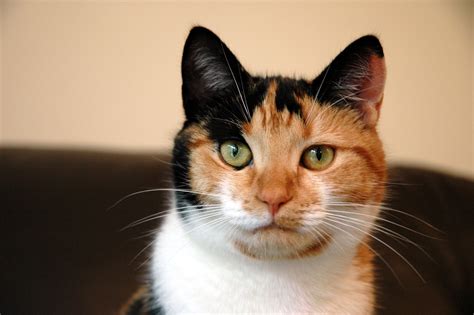 Pictures Of Calico Cats And Kittens : Cute Pictures of Calico Cats and Kittens - Photograph of ...