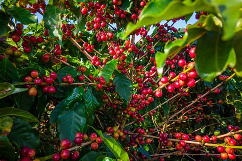 Coffee Plantation Pictures | Download Free Images on Unsplash