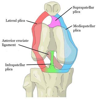 Medial view of a knee joint with mediopatellar and suprapatellar... | Download Scientific Diagram