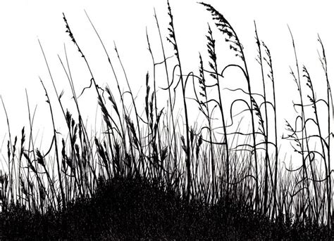 black and white photograph of tall grass with sky in background