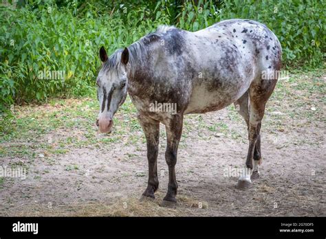 brown and grey horse at the Lago Maggiore Stock Photo - Alamy