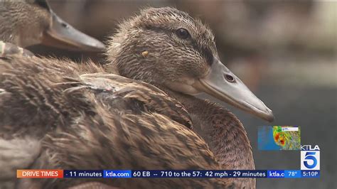 Huntington Beach wildlife center urging truck owners to help evacuate ...