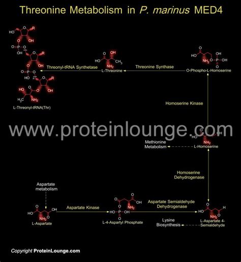 Biological Databases and Tools - Threonine Metabolism in P. marinus ...