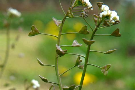 Dealing with Weeds: Shepherd's Purse - BBC Gardeners World Magazine