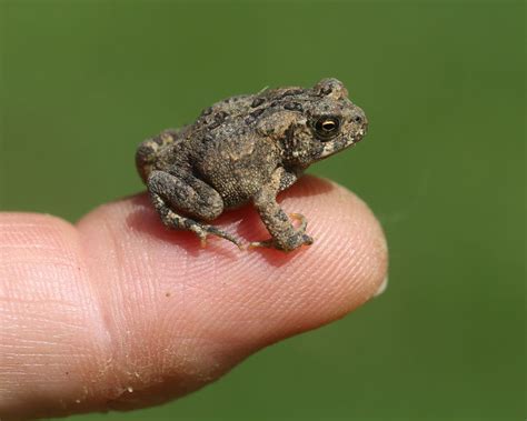 (link) AMERICAN TOAD: photos with informational notations. ~~~ Toadlets Dispersing /// How toads ...