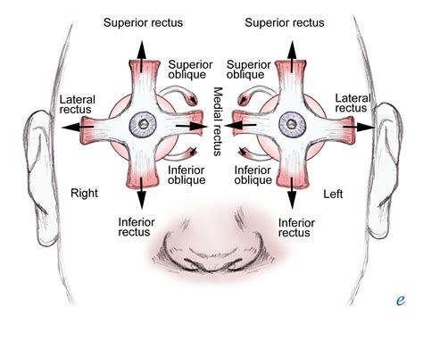 Extraocular Muscle Actions: Eye Movements, Rectus Muscles, Oblique Muscles | Rectus muscle, Eye ...