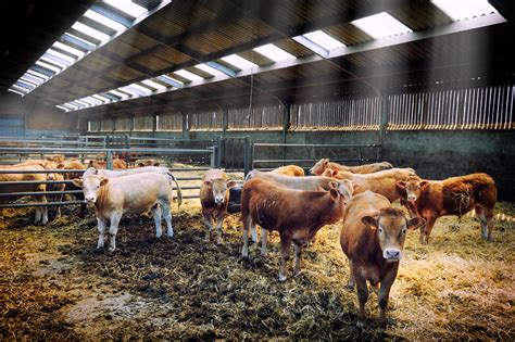 Will Irish cattle finishers breakeven this winter? - Agriland.ie