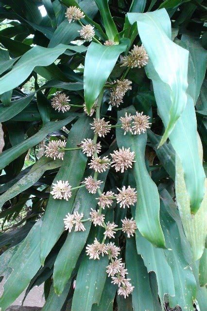 Andrea's Plants, Photos and Travels: Wordless Wednesday: Fortune plants