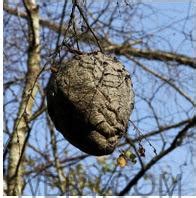 Giant hornet's nests are safe to remove from trees in winter | WBIW