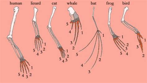 Evolution: the mystery of the 5 fingers! 5 Fingers, Human Hand, Primates, Organs, Tassel ...