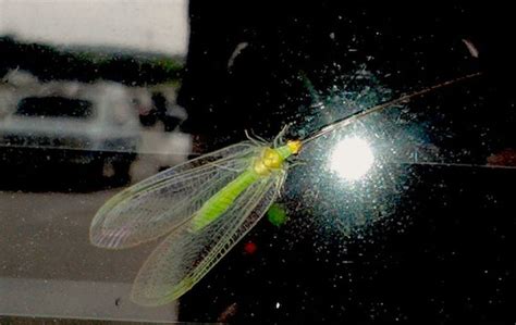 Green Lacewing - What's That Bug?