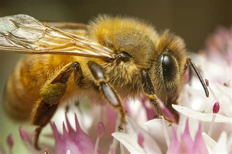 Treat Bee Sting On Foot