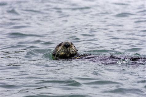 Adorable Pacific Sea Otter Swimming, Diving, Eating Clams and Mollusks ...