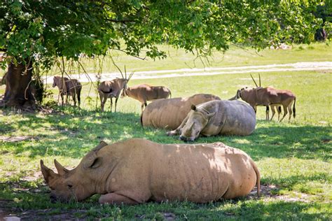 3 Tips to Make Your Trip to the North Carolina Zoo a Great One