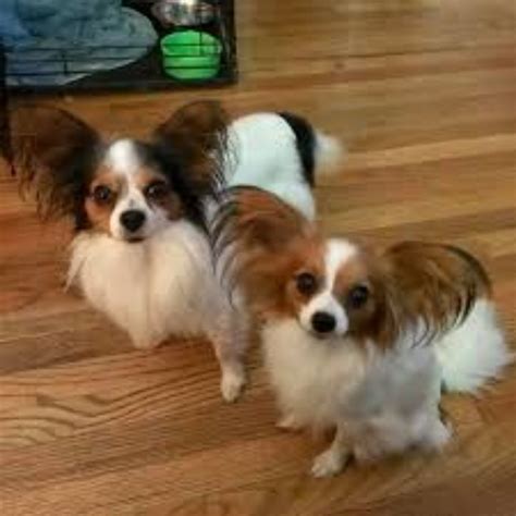 Papillon Dog Breed Information, Images, Characteristics, Health