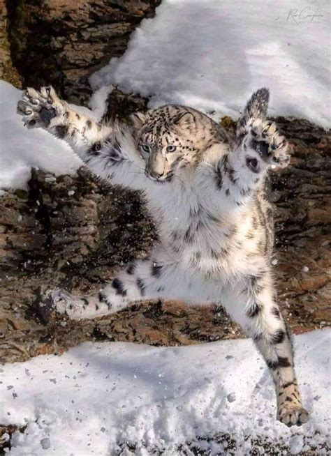 That snow leopard wants to have a hug xd (With images) | Snow leopard ...