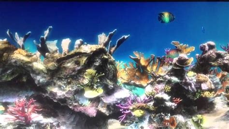 Live Aquarium HD - YouTube