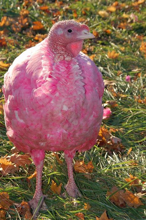 Gozzi Turkey Farm | See Bright Colored Turkeys in CT