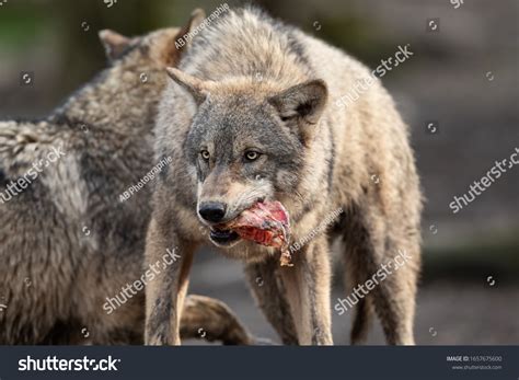 4.644 imagens de Wolves eating Imagens, fotos stock e vetores | Shutterstock