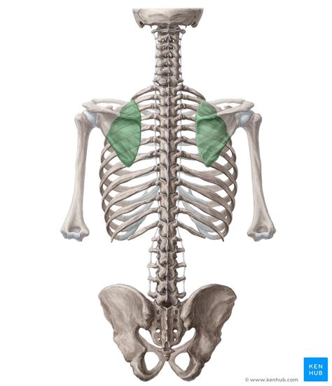 Scapulothoracic joint: Anatomy, function | Kenhub