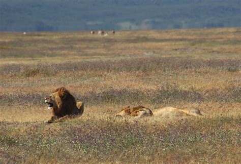 Souvenir Chronicles: AFRICA: NGORONGORO CRATER, Part 2 - Lions, Lunch ...