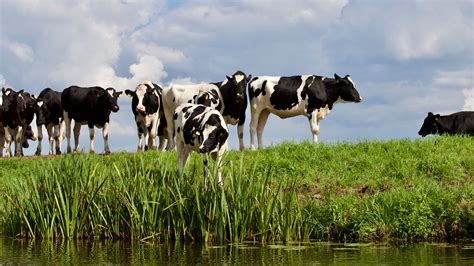 Free Images : dairy cow, bovine, herd, pasture, grazing, grassland ...