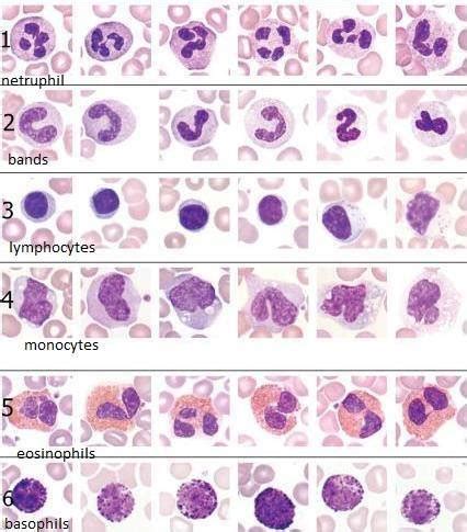 Leukocytes Morphology | Medical Laboratories