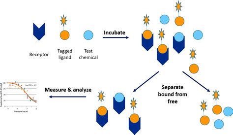 Receptor Binding Assay An Overview ScienceDirect Topics, 46% OFF