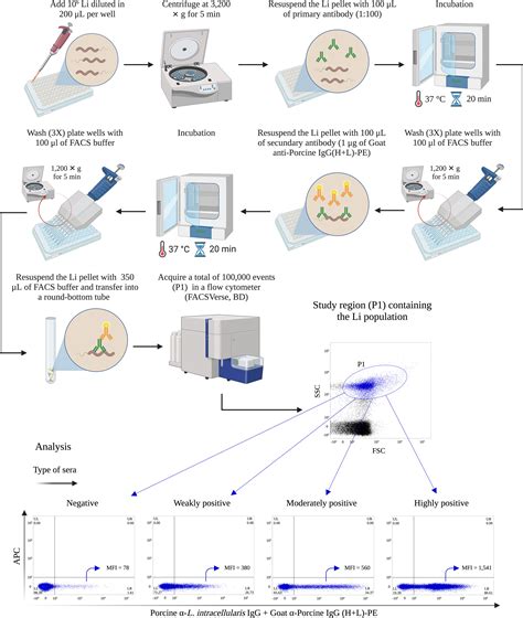 Frontiers | Development and validation of a flow cytometry antibody test for Lawsonia ...