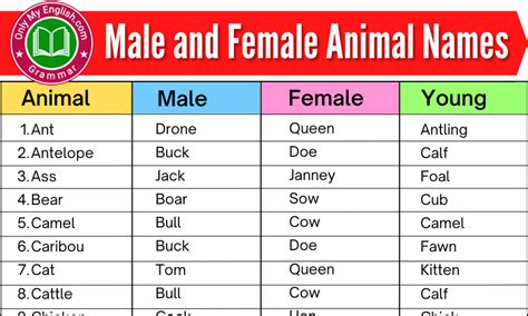 Top 120 + Masculine animal names - Lifewithvernonhoward.com